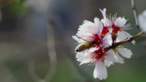 Bee On Flower 61 alt