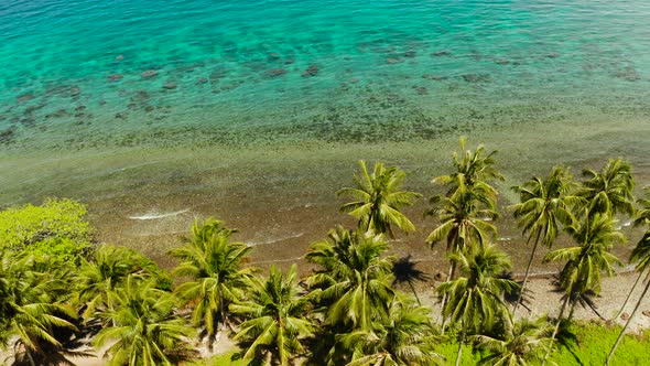 Landscape with Coconut Trees and Turquoise Lagoon alt