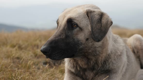 Smart look of Canis lupus familiaris 4K 2160p 30fps UltraHD footage - Close-up domestic shepherd dog alt