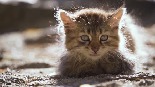 A Funny Fluffy Kitten Lies on the Ground and Meows