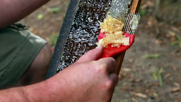 Beekeeper extracting honey from honeycomb in apiary alt