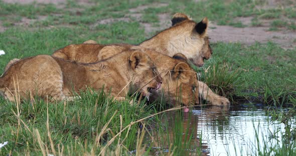 African Lion, panthera leo, Cubs drinking Water, Masai Mara Park in Kenya, Real Time 4K alt