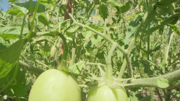 A fresh tomato, not yet ripe, grows on a Bush. alt