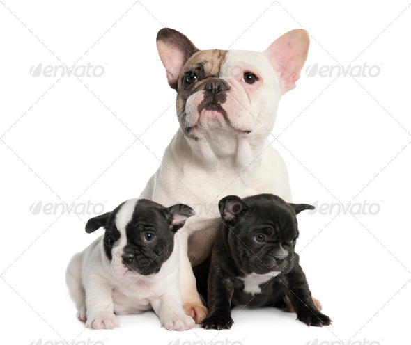 Mother French Bulldog and her puppies (1 year old and 8 weeks old) - Stock Photo - Images