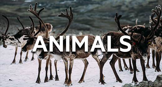 ANIMALS