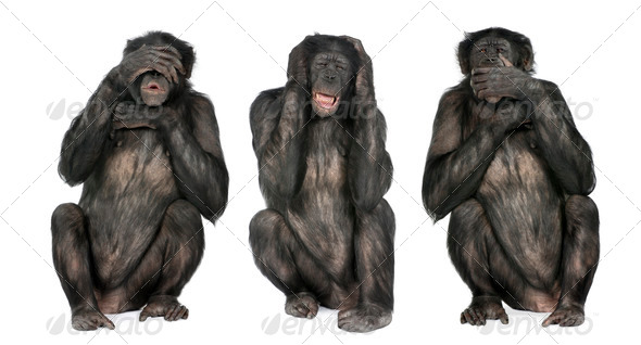 Three Wise Monkeys : Chimpanzee - Simia troglodytes (20 years old) - Stock Photo - Images