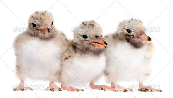 group of three Common Tern chick in a row - Sterna hirundo (7 da - Stock Photo - Images