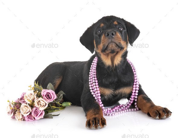 puppy rottweiler in studio - Stock Photo - Images