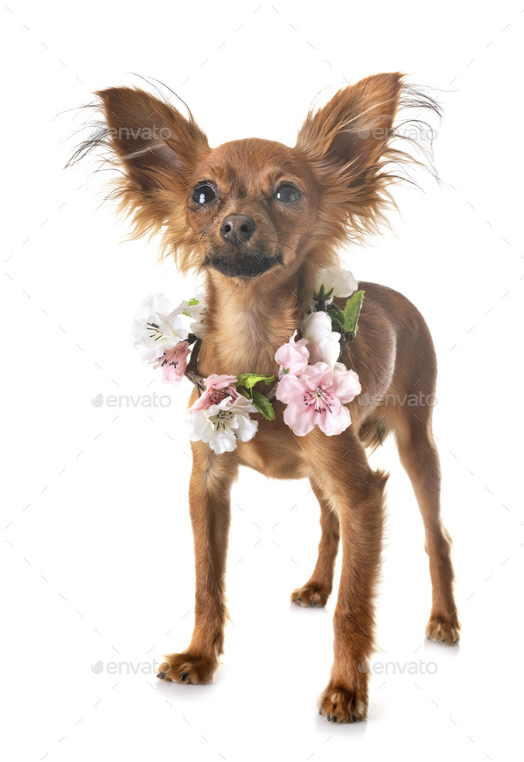 puppy Russkiy Toy in studio - Stock Photo - Images