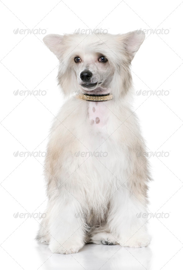 groomed Chinese Crested Dog sitting - Powderpuff (6 month old) - Stock Photo - Images