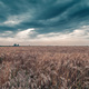 Grain field under the dark clouds - PhotoDune Item for Sale