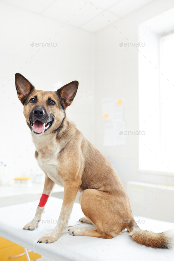 Shepherd dog in clinics