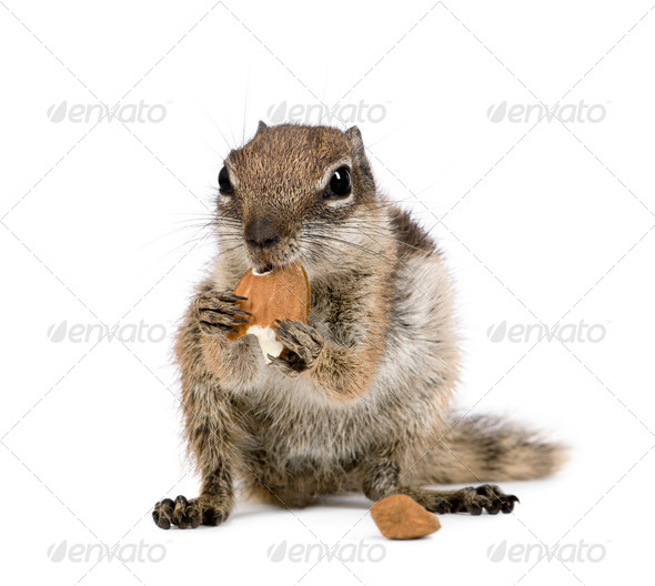 Barbary Ground Squirrel (Atlantoxerus getulus) - Stock Photo - Images