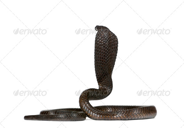 Egyptian cobra (Naja haje) - Stock Photo - Images