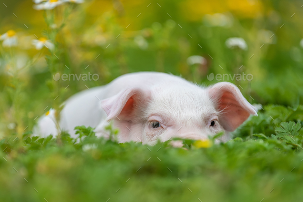 Young funny pig on a green grass - Stock Photo - Images