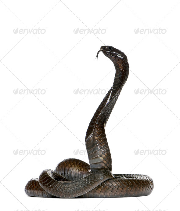 Egyptian cobra - Naja haje - Stock Photo - Images