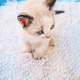 Little and cute siamese cat - PhotoDune Item for Sale