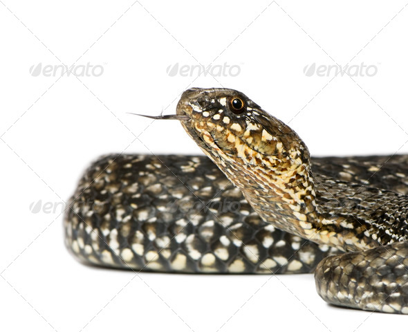 Horseshoe Whip Snake, Hemorrhois hippocrepis, in front of white background - Stock Photo - Images