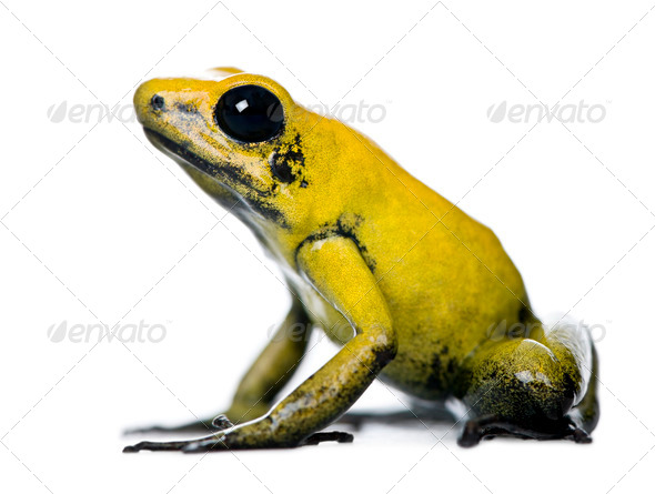 Side view of Golden Poison Frog, Phyllobates terribilis, against white background, studio shot - Stock Photo - Images