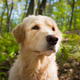 Golden Retriever portrait in summer in the forest - PhotoDune Item for Sale