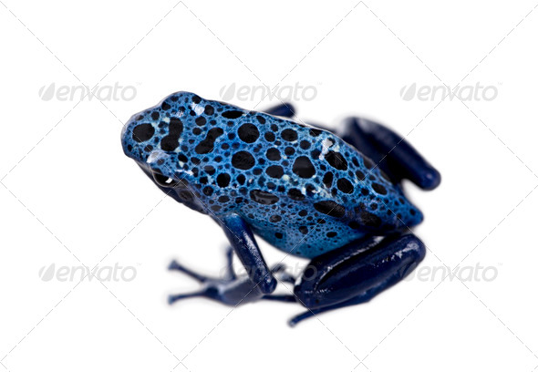 High angle view of Blue Poison Dart frog, Dendrobates azureus, against white background, studio shot - Stock Photo - Images