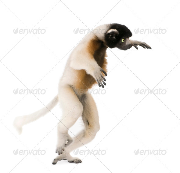 Young Crowned Sifaka, Propithecus Coronatus, 1 year old, walking, studio shot - Stock Photo - Images