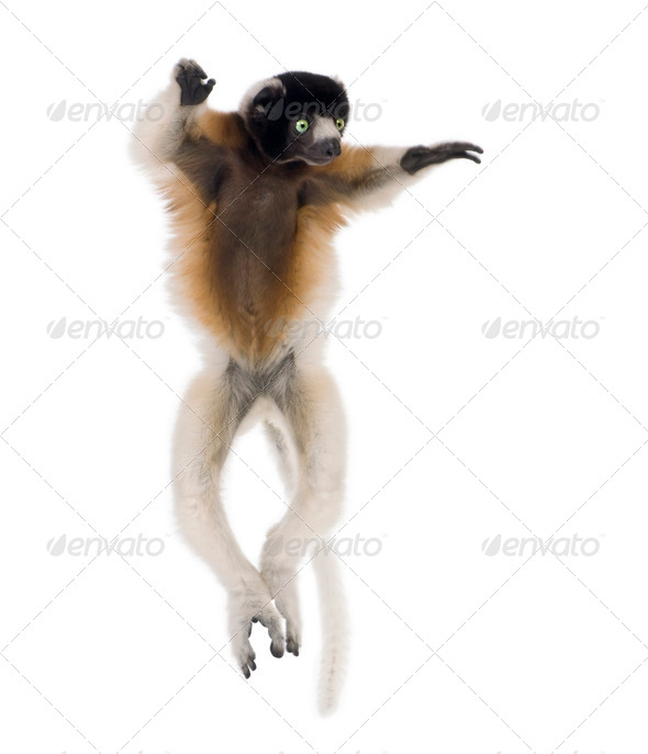 Young Crowned Sifaka, Propithecus Coronatus, 1 year old, dancing, studio shot - Stock Photo - Images
