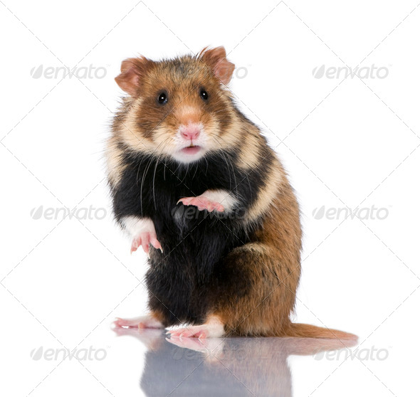 European Hamster, Cricetus cricetus, also known as the Black-bellied Hamster - Stock Photo - Images