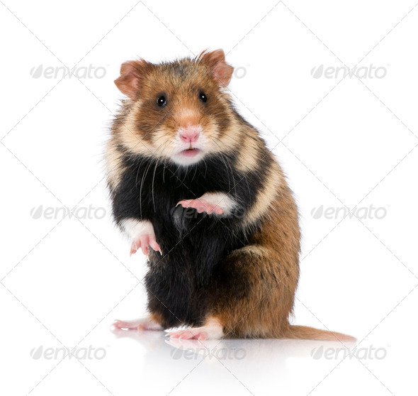 Black hamsters hot sale for sale