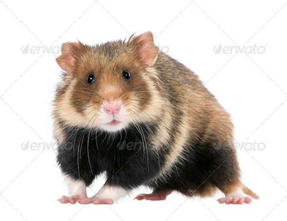 European hamster cheap for sale