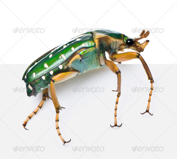 East Africa flower beetle, Stephanorrhina guttata, in front of white background, studio shot - Stock Photo - Images