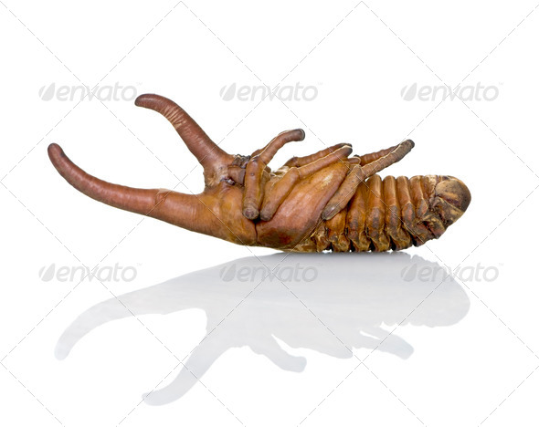 Nymph of a male Hercules beetle, Dynastes hercules, against white background, studio shot - Stock Photo - Images