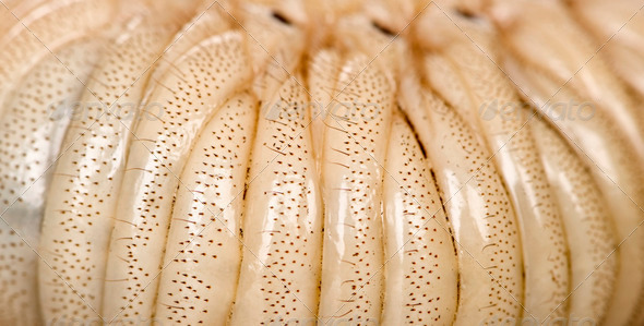 Close-up of Larva of a Hercules beetle, Dynastes hercules - Stock Photo - Images