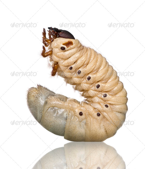 Larva of a Hercules beetle, Dynastes hercules, against white background, studio shot - Stock Photo - Images