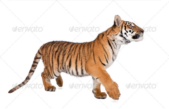 Bengal tiger 1 year old - Stock Photo - Images