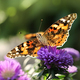Painted lady butterfly - PhotoDune Item for Sale