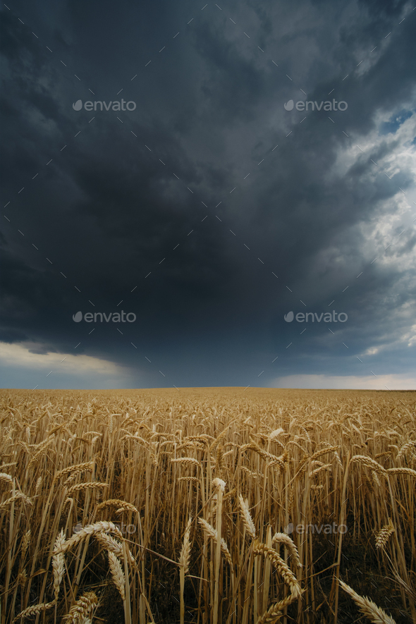 Summer Thunderstorm on Hay Field - Stock Photo - Images
