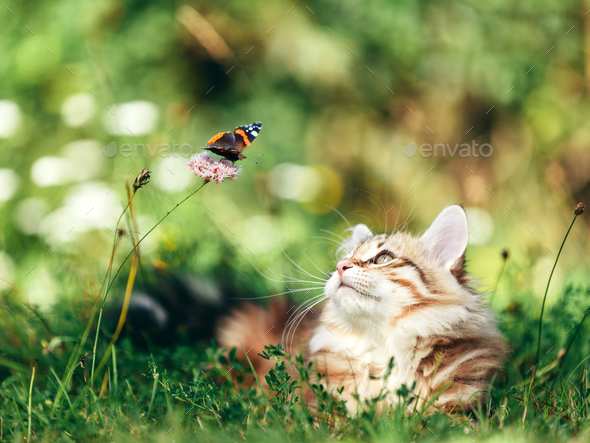butterfly cat