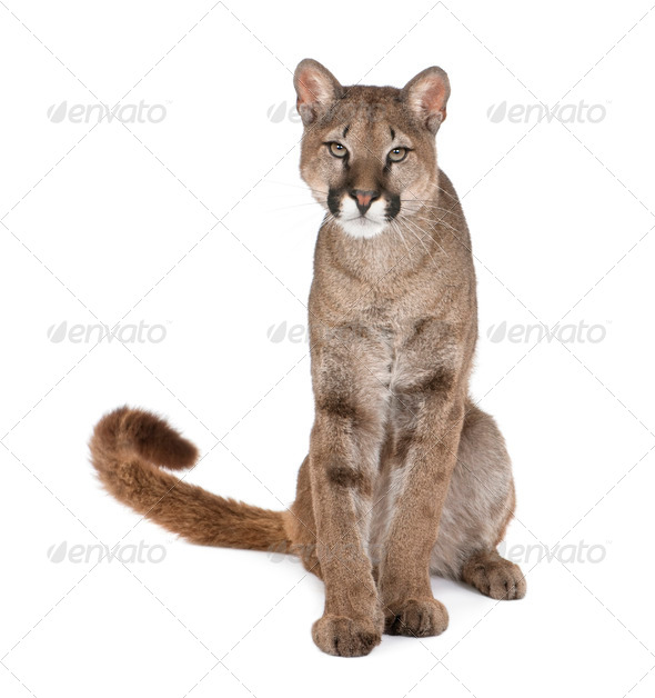 Portrait of Puma cub, Puma concolor, 1 year old, sitting, studio shot - Stock Photo - Images