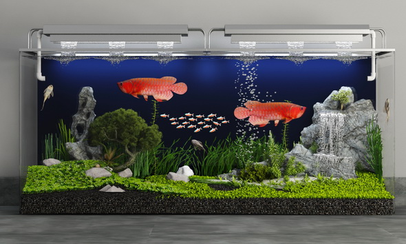 Arowana aquarium - 3Docean 24505930