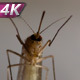 Mosquito On A Window Pane - VideoHive Item for Sale