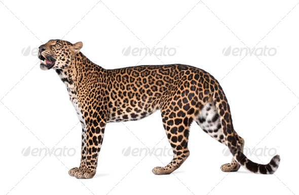 Portrait of leopard, Panthera pardus, standing, studio shot - Stock Photo - Images