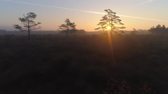 Flying Over Misty Swamp Landscape at Sunrise