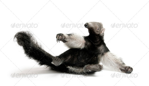 Young Giant Anteater (3 months old) - Myrmecophaga tridactyla - Stock Photo - Images
