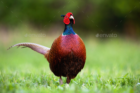 Common pheasant cock displaying colorful feathers in spring on green background - Stock Photo - Images