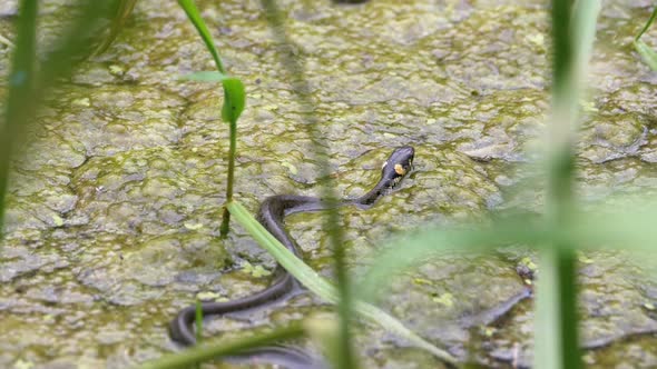 Dice Snake Swims Through Marshes of Swamp Thickets and Algae. Slow Motion. alt