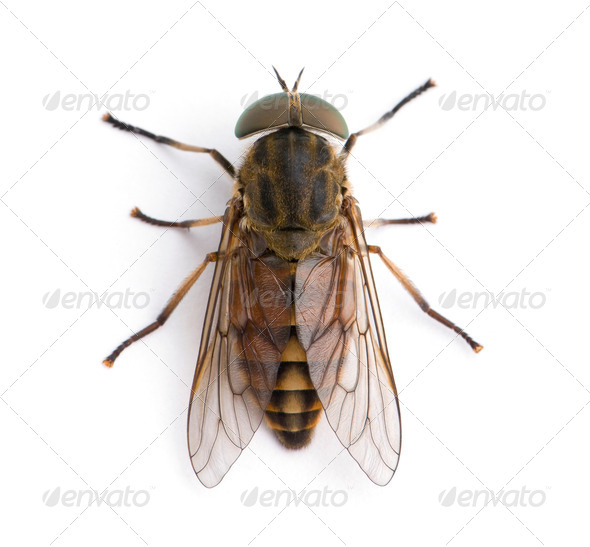 High angle view of pale giant horse fly, Tabanus bovinus, against white background, studio shot - Stock Photo - Images