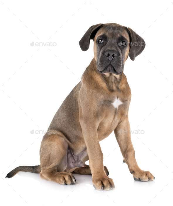 puppy cane corso - Stock Photo - Images