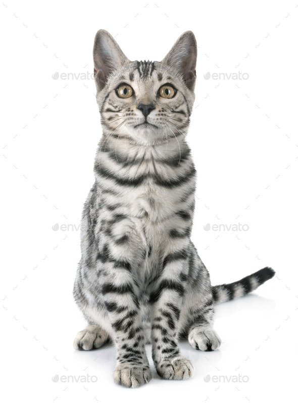 bengal cat grey and white