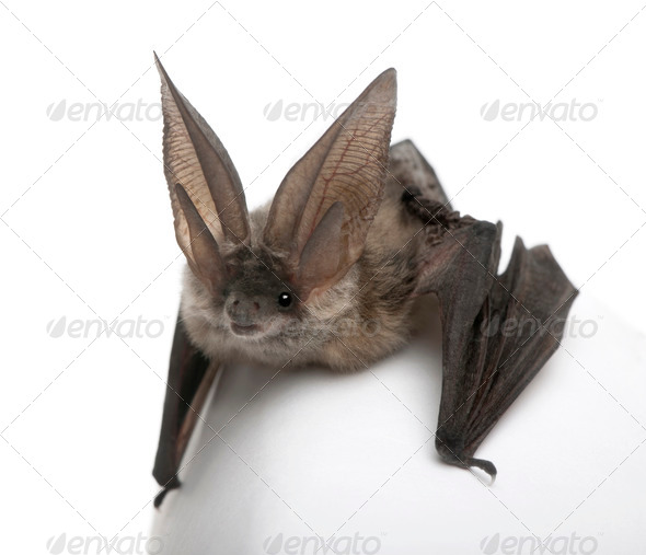 Grey long-eared bat, Plecotus astriacus, in front of white background, studio shot - Stock Photo - Images